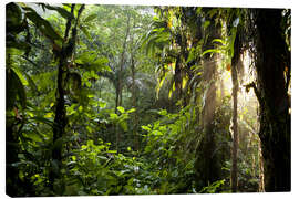 Leinwandbild  Sonnenstrahlen im Dschungel - Peter Schickert