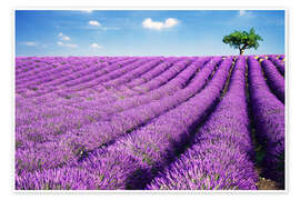 Wandbild  Lavendelfeld und Baum - Matteo Colombo
