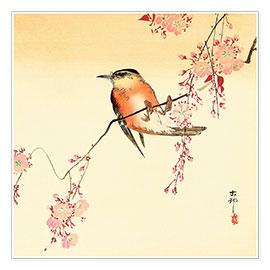 Wandbild  Roter Vogel und Kirschblüten - Ohara Koson