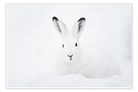 Wandbild  Schneehase im Winter - Peter Wey