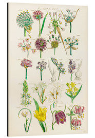 Alubild  Wildblumen - Sowerby Collection