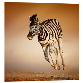 Acrylglasbild  Zebra Kalb im Wüstensand - Johan Swanepoel