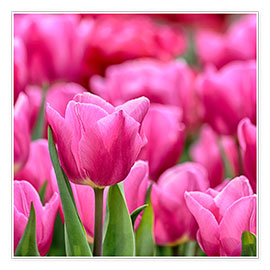 Poster Tulpen in pink