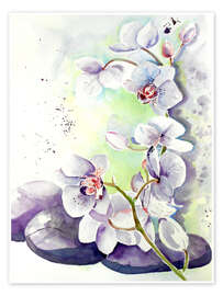Poster Orchideen