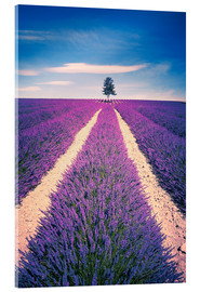 Acrylglasbild  Lavendelfeld mit Baum in der Provence, Frankreich