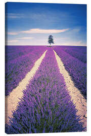 Leinwandbild  Lavendelfeld mit Baum in der Provence, Frankreich