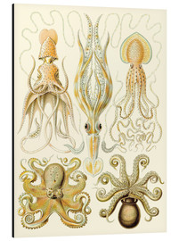 Alubild  Kopffüßer (Kunstformen der Natur: Gamochonia, Grafik 54) - Ernst Haeckel