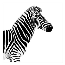 Poster Zebra auf Weiß