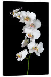 Leinwandbild  Orchidee auf schwarzem Hintergrund