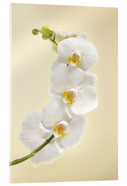 Acrylglasbild  Weiße Orchidee