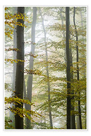 Poster Herbstwald im Nebel