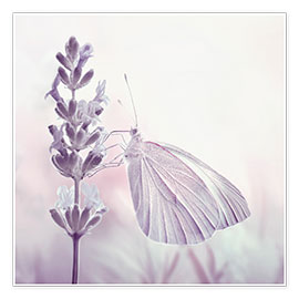 Wandbild  Schmetterling an einer Blume, (Detail) - Atteloi