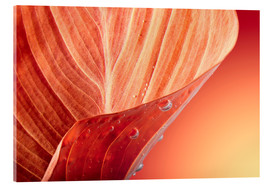Acrylglasbild  Rotes Herbstblatt mit Tropfen