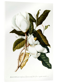 Acrylglasbild  Magnolie (Magnolia) - Georg Dionysius Ehret