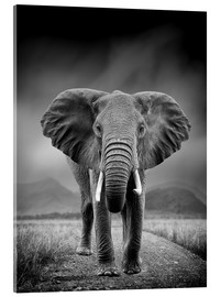 Acrylglasbild  Elefant auf schwarzem Hintergrund