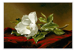 Wandbild  Magnolia Grandiflora - Martin Johnson Heade