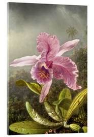 Acrylglasbild  Kolibri und Orchidee (Detail) - Martin Johnson Heade
