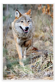 Poster Jagender Wolf