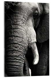 Acrylglasbild  Elefant im Porträt - Johan Swanepoel