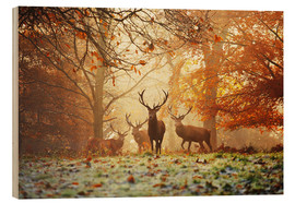 Holzbild  Rotwild in einem Herbstwald im Nebel - Alex Saberi