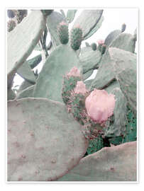 Poster Rosa Kaktusblüte