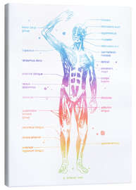 Leinwandbild  Regenbogen-Muskelsystem I, beschriftet - Mod Pop Deco