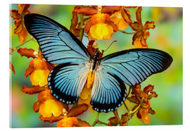 Acrylglasbild  Blauer Schmetterling auf Blüte - Darrell Gulin