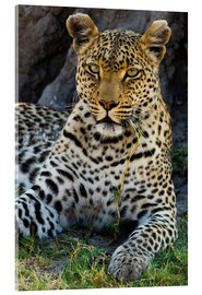Acrylglasbild  Leopard, der im Schatten ruht - Sergio Pitamitz
